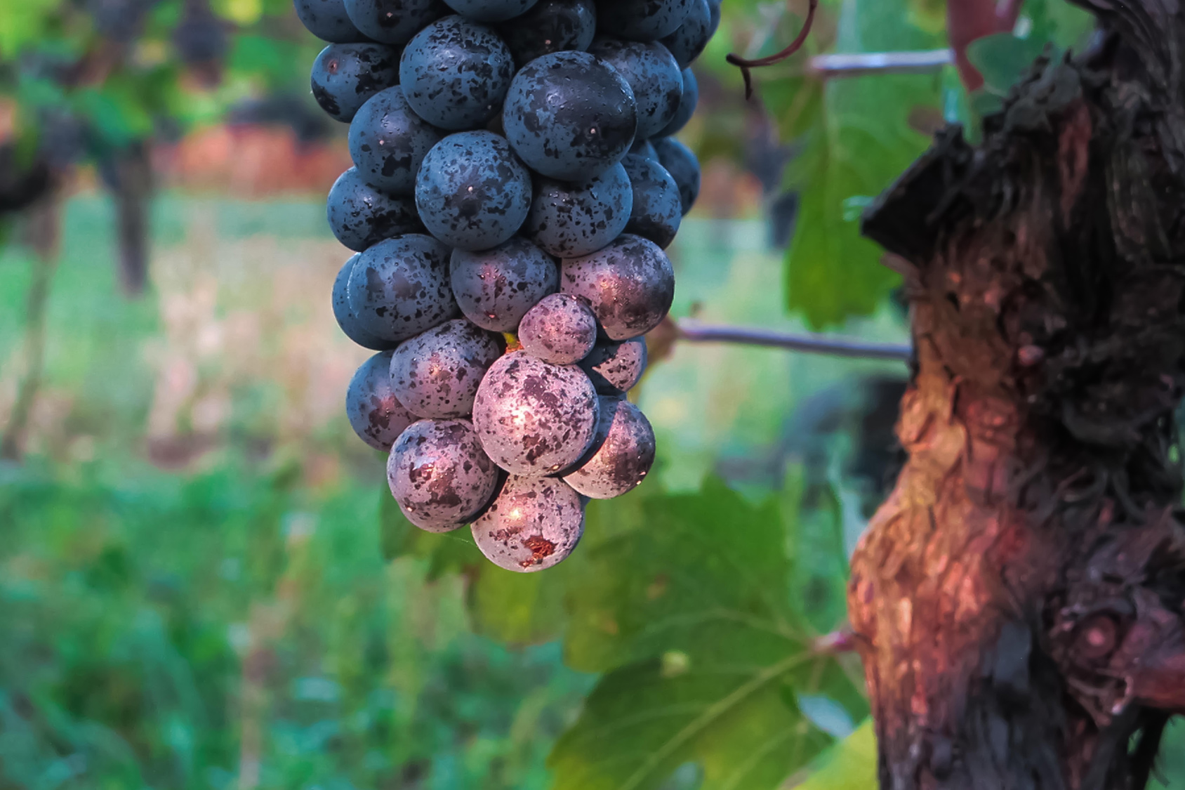 Rote Weintraube im Weingarten